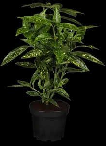 Aucuba jap. 'Variegata' - 50-60 CM C4 - image 2