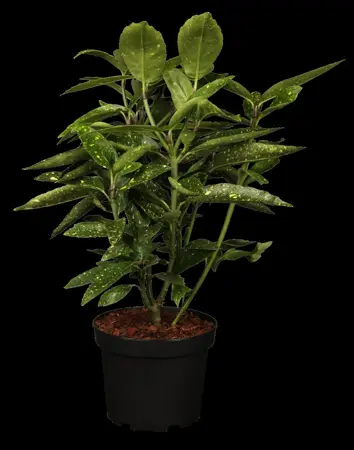 Aucuba jap. 'Variegata' - 2 Ltr pot - image 1