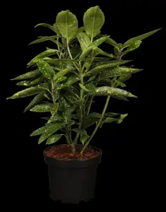 Aucuba jap. 'Variegata'