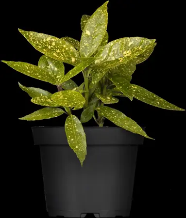 Aucuba jap. 'Variegata' - 80-100 CM C10 - image 5