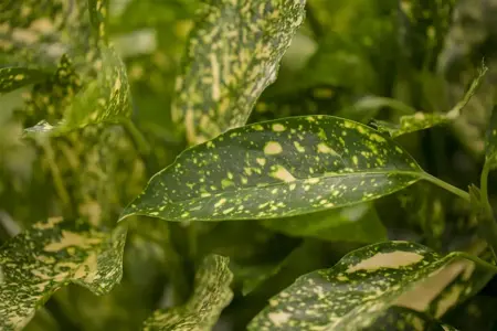 Aucuba jap. 'Variegata' - 2 Ltr pot - image 4