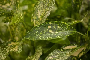 Aucuba jap. 'Variegata' - 4 Ltr pot - image 2