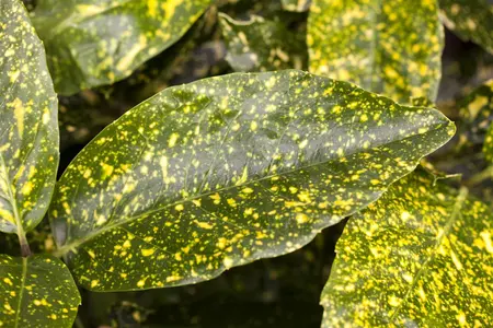 Aucuba jap. 'Variegata' - 4 Ltr pot - image 4