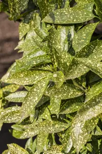 Aucuba japonica - 30-40 CM C3 - image 3