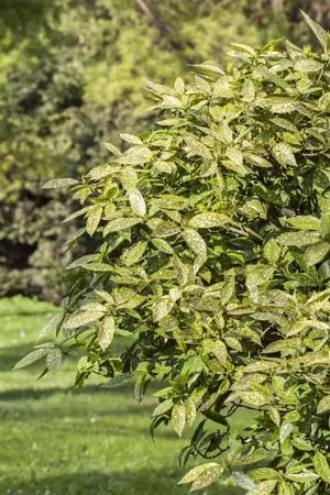 Aucuba japonica - 30-40 CM C3 - image 4