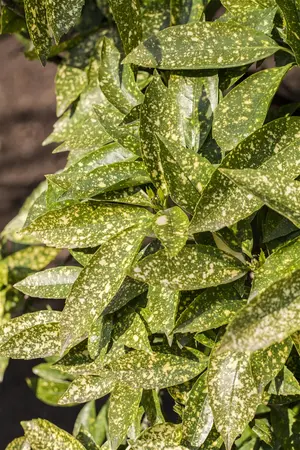 Aucuba japonica - 2 Ltr pot - image 2