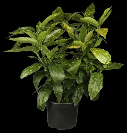 Aucuba japonica - 30-40 CM C3 - image 1