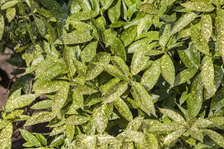 Aucuba japonica - 2 Ltr pot - image 1