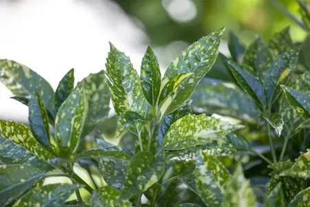 Aucuba japonica - 2 Ltr pot - image 4