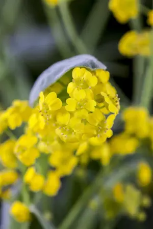 Aurinia sax. 'Gold Cushion' - P9 - image 4