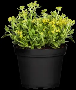 Aurinia sax. 'Gold Cushion'