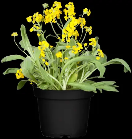Aurinia sax. 'Gold Cushion' - P9 - image 3