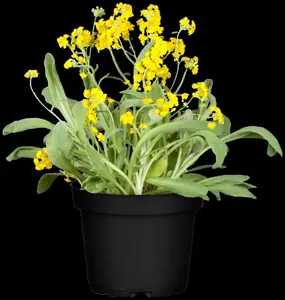 Aurinia sax. 'Gold Cushion' - P9 - image 3