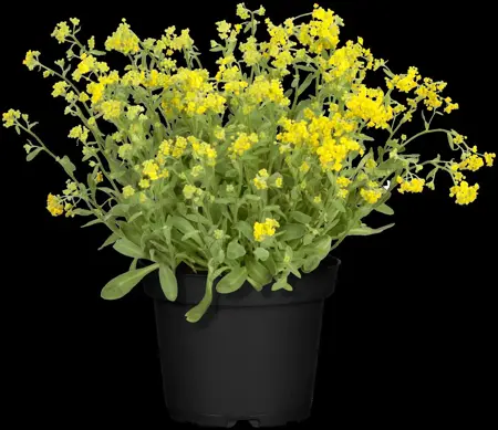 Aurinia sax. 'Gold Cushion' - P9 - image 5