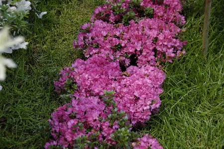 AZALEA ANN FRANK 3L - image 2