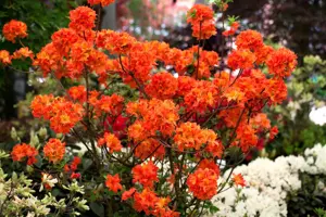 AZALEA BARSELIK