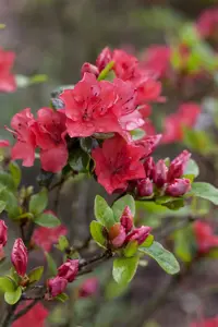 Azalea bloomchampion 'Red'