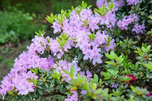 AZALEA BLUE DANUBE
