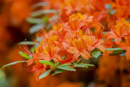AZALEA DR M OOSTHOEK 4.5L - image 2