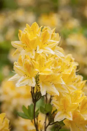 AZALEA EXCELSIOR 3L - image 2