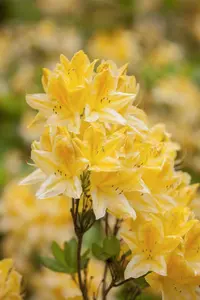 AZALEA EXCELSIOR 3L - image 2
