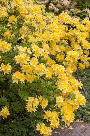 AZALEA EXCELSIOR 3L - image 3