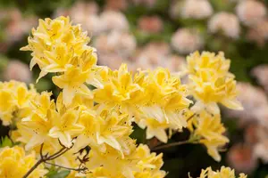 AZALEA EXCELSIOR