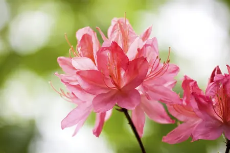 AZALEA EXCELSIOR 3L - image 4