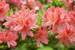 AZALEA EXCELSIOR 3L - image 5