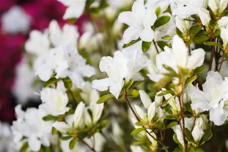 AZALEA FEENKISSEN 10L