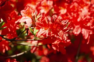 AZALEA FIREBALL