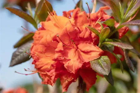 AZALEA FIREBALL 4L - image 2