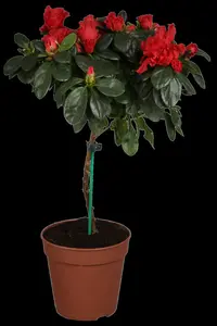 AZALEA GEISHA ORANGE  3L - image 3