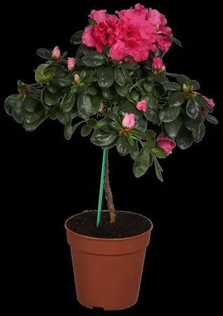 AZALEA GEISHA ORANGE  3L - image 4