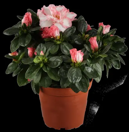 AZALEA GEISHA ORANGE  3L - image 2