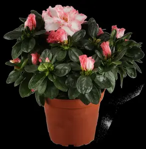 AZALEA GEISHA ORANGE  3L - image 2