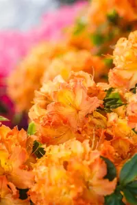 AZALEA GIBRALTAR