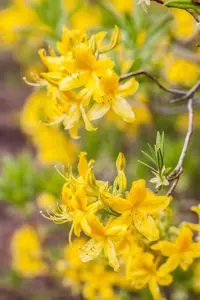 AZALEA GOLD TOPAS 4L - image 2