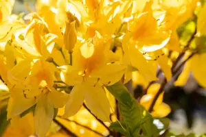 AZALEA GOLD TOPAS 4L - image 3