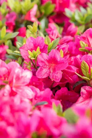 Azalea (J) 'Red' - 2 Ltr pot - image 1