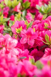 Azalea (J) 'Red'