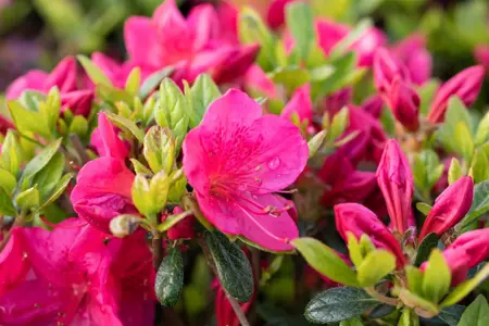 Azalea (J) 'Red' - 2 Ltr pot - image 2