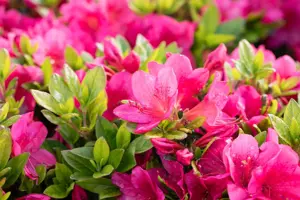 Azalea (J) 'Red' - 2 Ltr pot - image 3