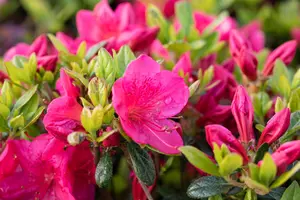 Azalea (J) 'Red' - 40-50 CM C10 - image 2