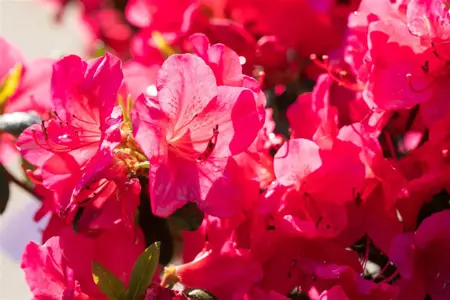 Azalea (J) 'Red' - 2 Ltr pot - image 5