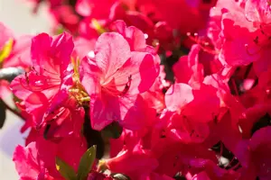 Azalea (J) 'Red' - 2 Ltr pot - image 5