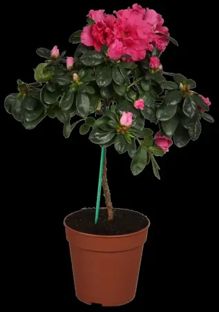 AZALEA JOLIE MADAME 4L - image 4