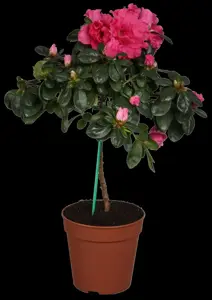 AZALEA JOLIE MADAME 4L - image 4