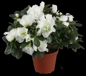 AZALEA JOLIE MADAME