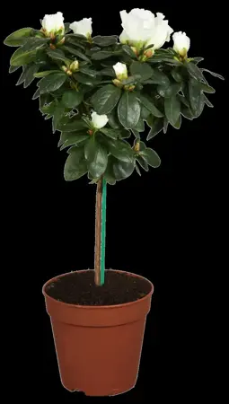 AZALEA JOLIE MADAME 4L - image 5
